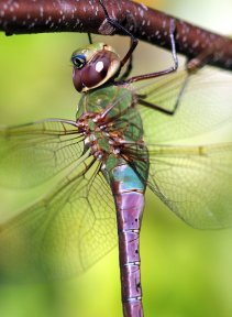 A female green darner dragonfly.