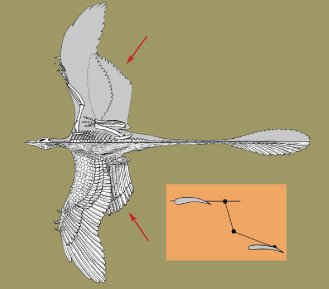 This drawing shows what the dinosaur might have looked like. The second set of wings (arrows in main image) created when this dinosaur dangled its feathered legs and feet below its body would have provided flight surfaces like those of a modern biplane. The inset shows the positions of the dinosaur's two sets of wings, as seen from the side.