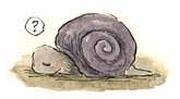 童话故事|Mr. Coyote meets Mr. Snail